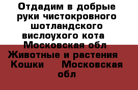 Отдадим в добрые руки чистокровного шотландского вислоухого кота - Московская обл. Животные и растения » Кошки   . Московская обл.